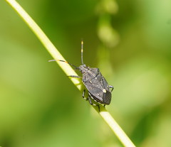Oncocoris apicalis