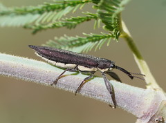 Rhinotia phoenicoptera