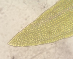 Ptychomitrium incurvum