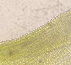 Ptychomitrium incurvum