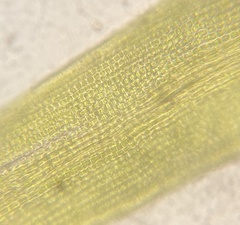 Ptychomitrium incurvum