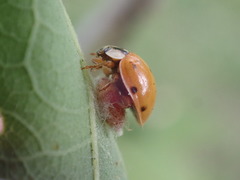 Dinocampus coccinellae paralysis virus