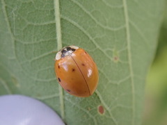 Dinocampus coccinellae paralysis virus