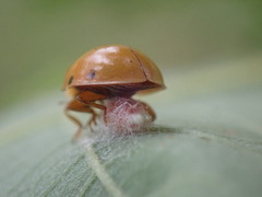 Dinocampus coccinellae paralysis virus