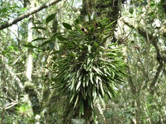 Acianthera sonderiana