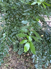 Azara serrata