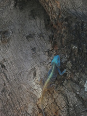 Acanthocercus atricollis