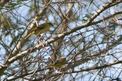 Ploceus cucullatus