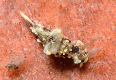 Trapania palmula