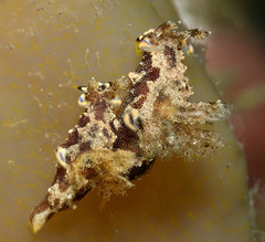 Trapania palmula