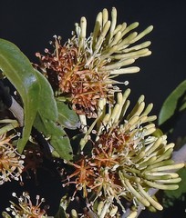 Tripodanthus acutifolius