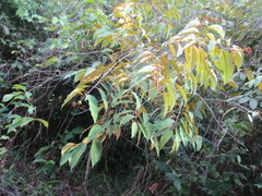 Vismia guianensis