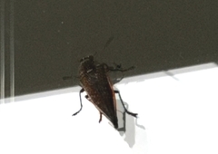 Psiloptera olivieri