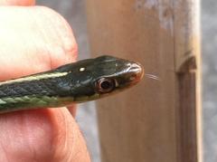 Thamnophis proximus rutiloris