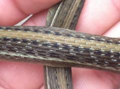 Thamnophis proximus rutiloris