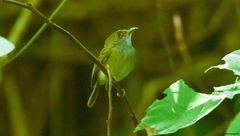 Oncostoma cinereigulare