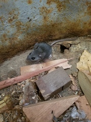 Peromyscus truei