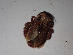 Xylocopa tranquebarica