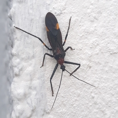 Graptocleptes bicolor
