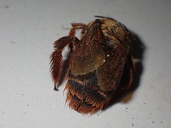 Xylocopa tranquebarica