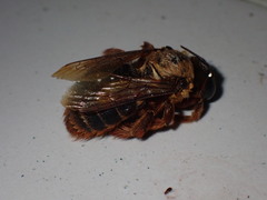 Xylocopa tranquebarica