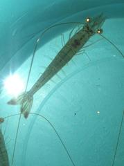 Penaeus aztecus