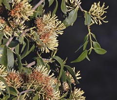 Tripodanthus acutifolius