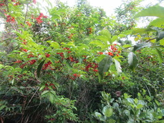 Allophylus puberulus