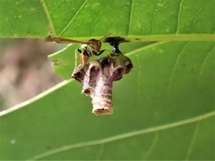 Mischocyttarus phthisicus