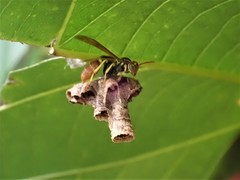 Mischocyttarus phthisicus