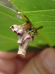 Mischocyttarus phthisicus