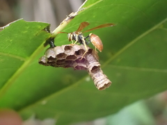 Mischocyttarus phthisicus