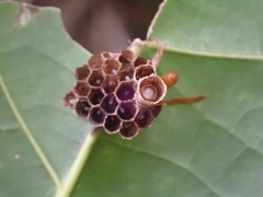 Mischocyttarus phthisicus