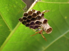 Mischocyttarus phthisicus