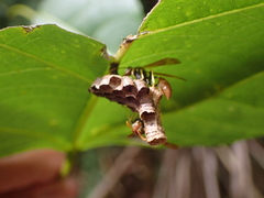 Mischocyttarus phthisicus