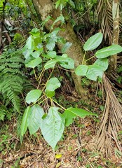 Mischocyttarus phthisicus