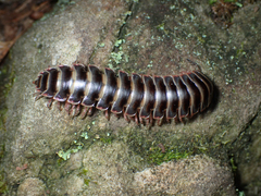 Apheloriini