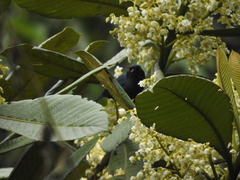 Diglossa caerulescens