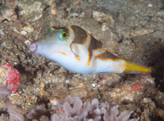 Canthigaster axiologus