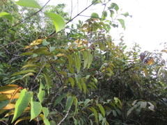 Vismia guianensis