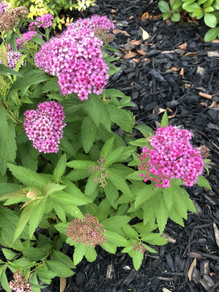 Japanese Spiraea Invasive Plants Of Maryland Inaturalist