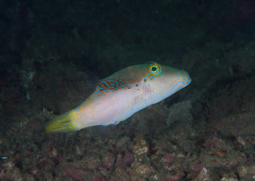 Lantern toby (Canthigaster epilampra) — Tetraodontidae — 4