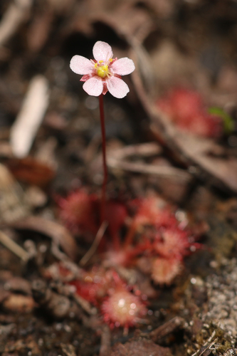 Pink Sundew