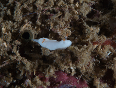 Verconia simplex
