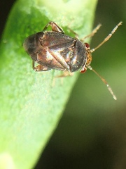 Coridromius chenopoderis