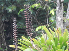Vriesea macrostachya