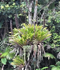 Vriesea macrostachya