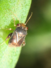 Coridromius chenopoderis