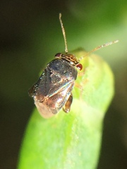 Coridromius chenopoderis