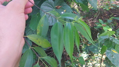 Miconia minutiflora